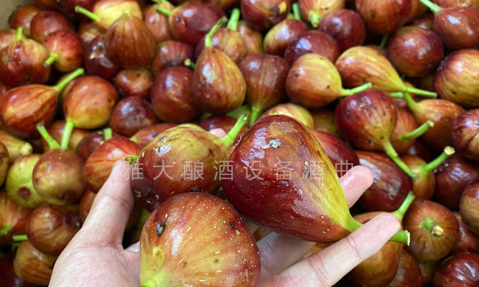 9.16挑選出來的長相難看的無花果、小果