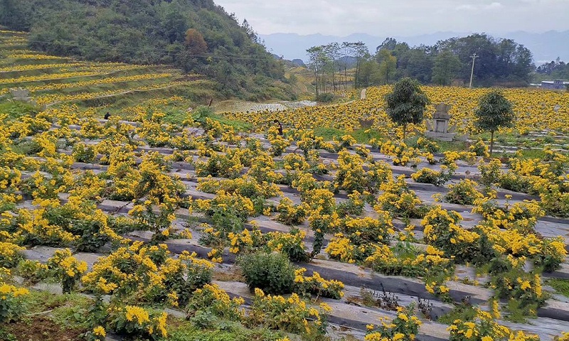 菊花種植地