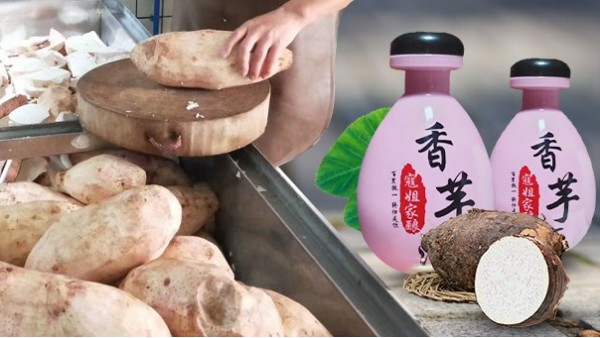 芋頭能不能釀酒？芋頭釀酒設(shè)備技術(shù)